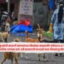 stray dog