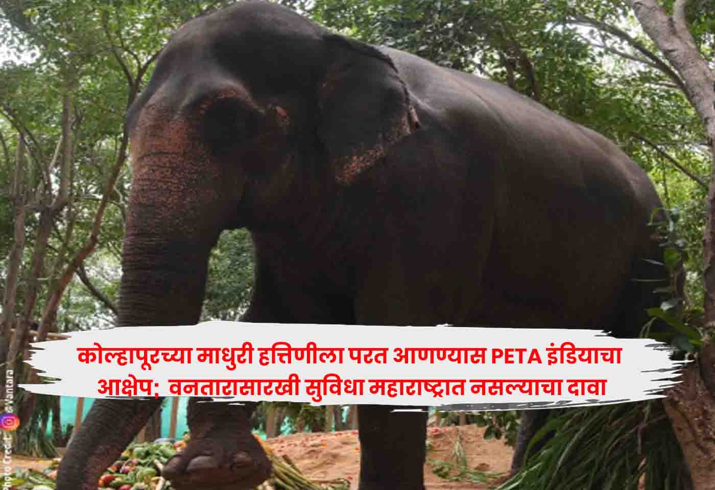 Madhuri Elephant