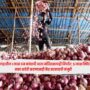 Maharashtra Onion