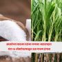 sugar prices