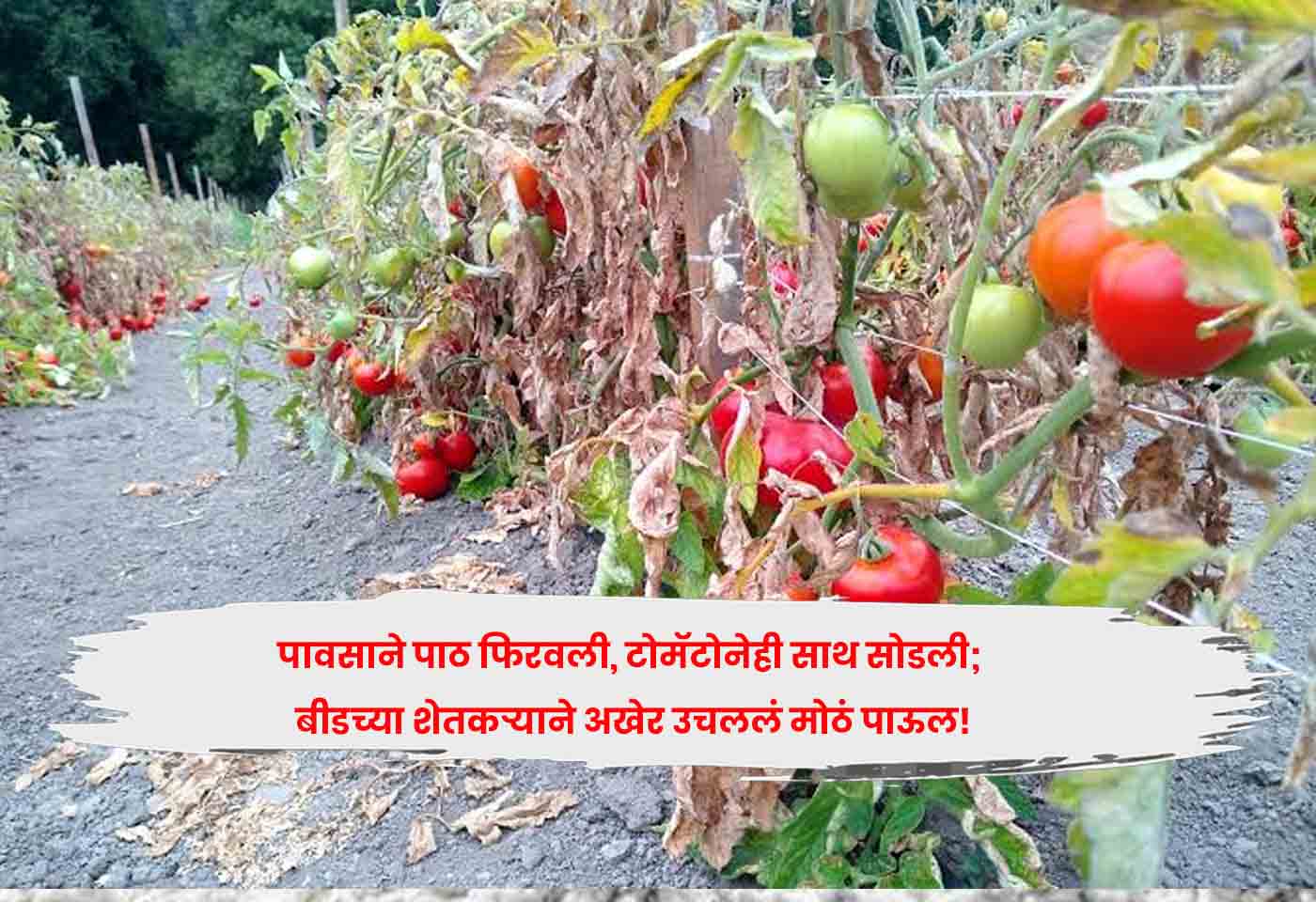 tomatoes